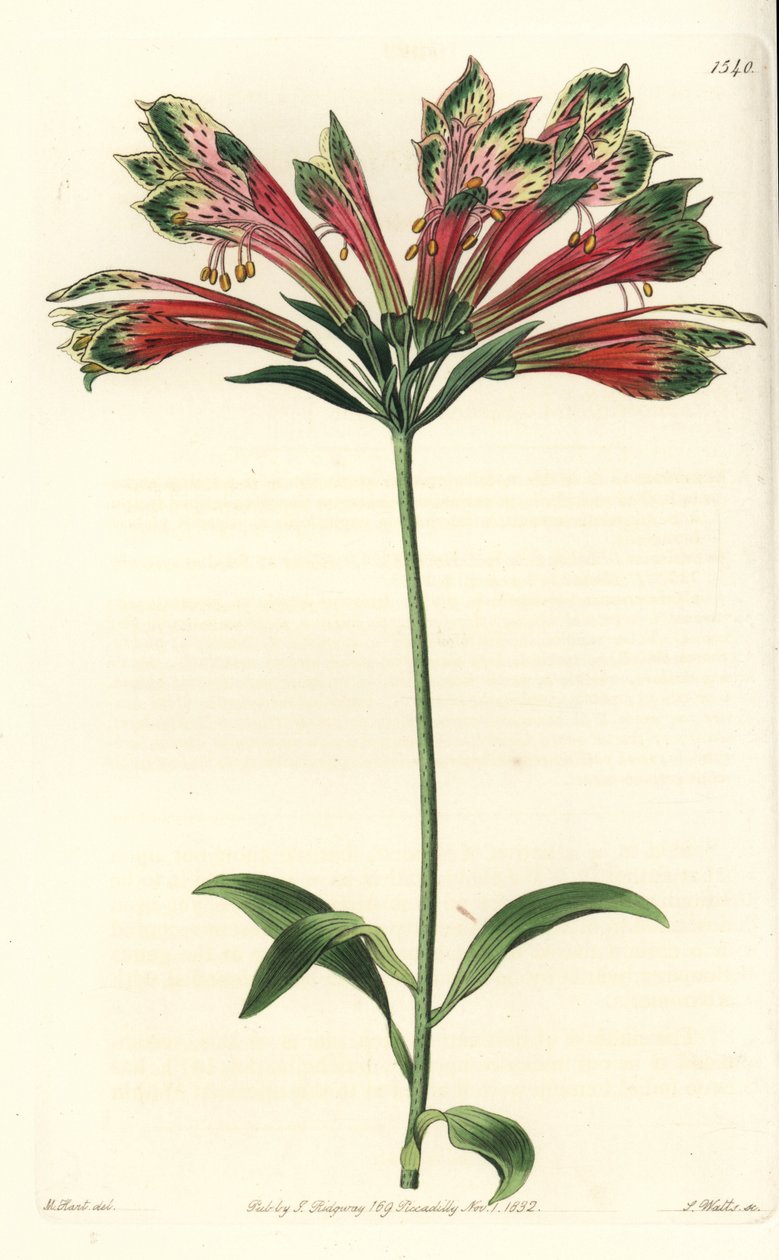 Inkalilie, Alstroemeria pulchella von Sydenham Teast Edwards