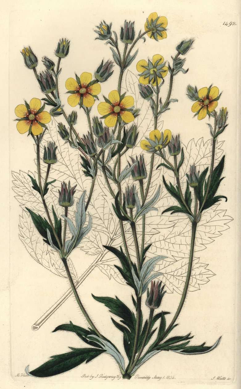 Langblättrige Fingerkraut, Potentilla longifolia von Sydenham Teast Edwards