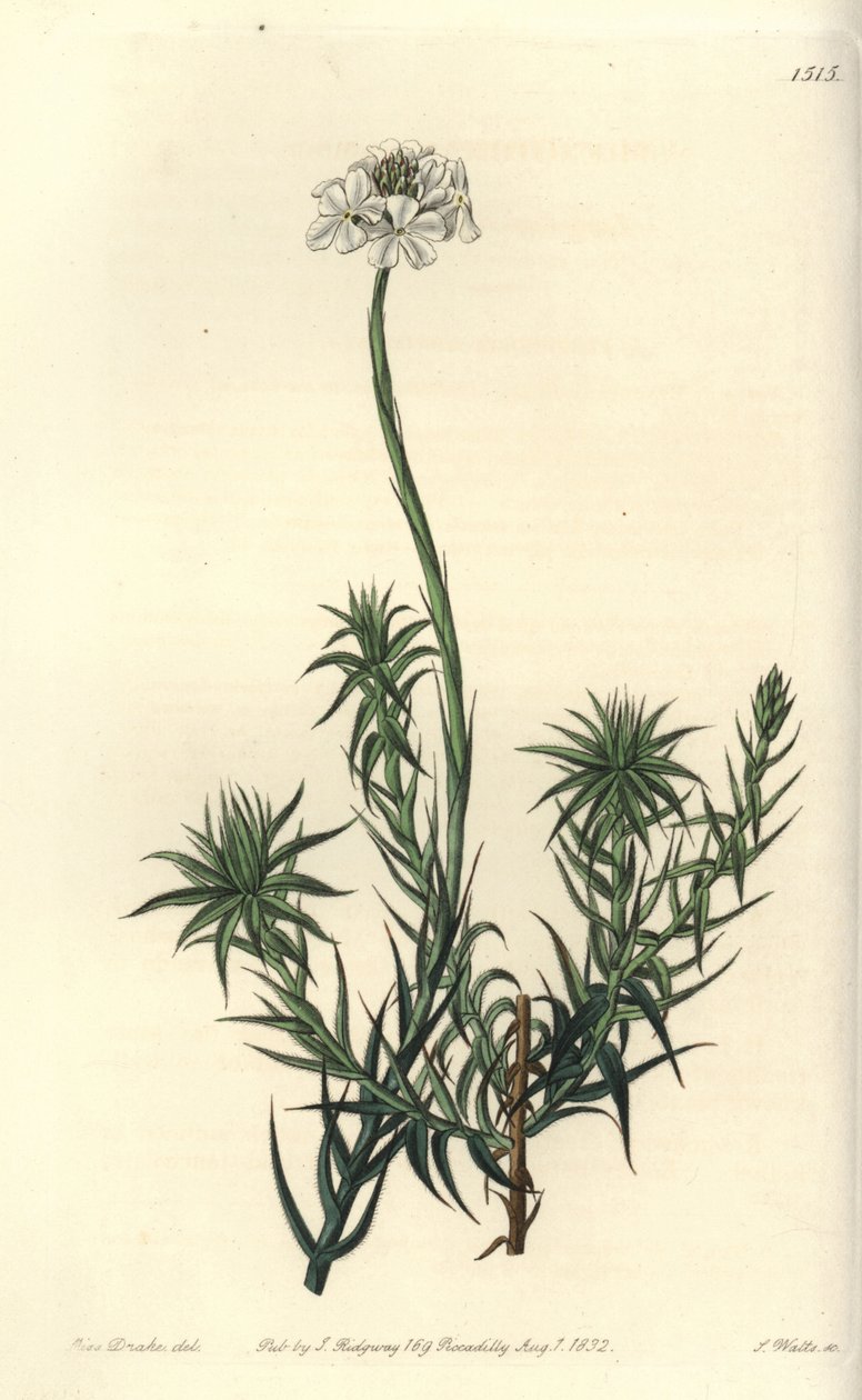 Langblättrige Sphenotoma von Sydenham Teast Edwards