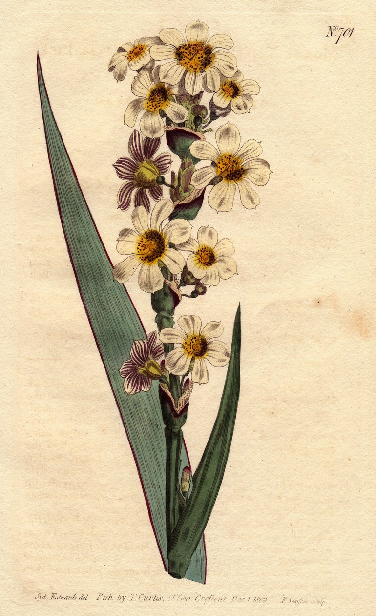 Marica striata von Sydenham Teast Edwards