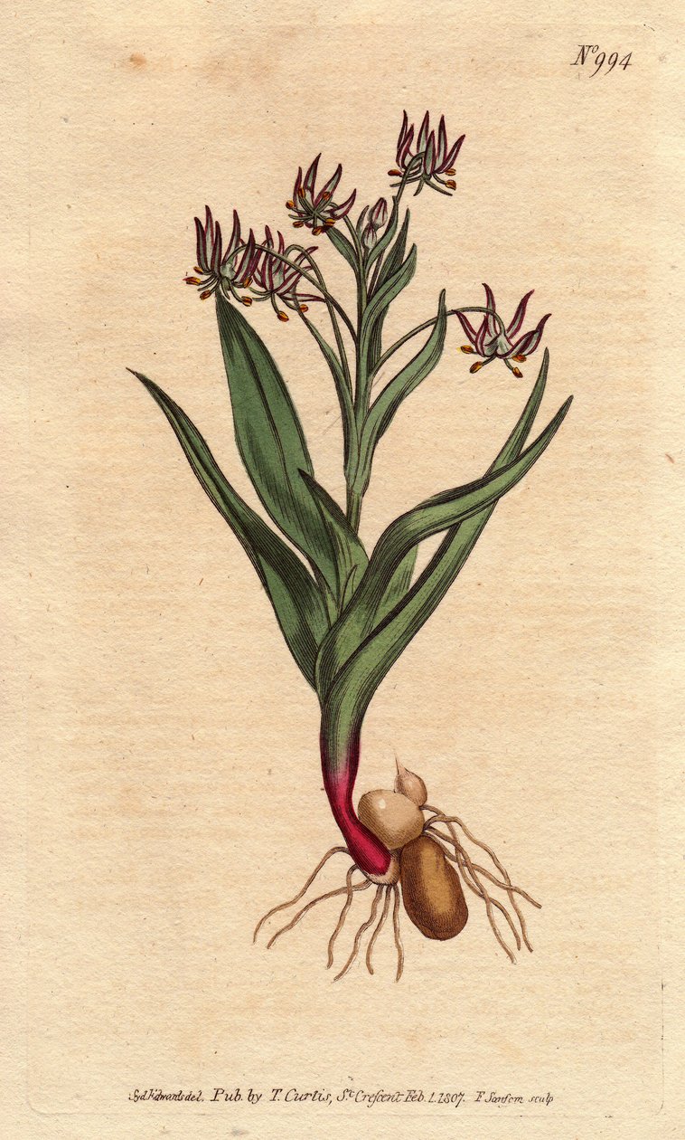 Verzweigtes Melanthium mit vielen kleinen lila Blüten, Zwiebeln und Wurzeln von Sydenham Teast Edwards