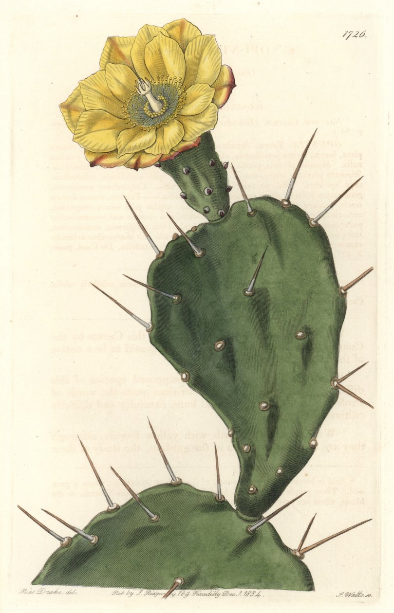 Monacanth Pactus, blühender Kaktus, aus Südamerika, aus dem Botanischen Register von Sydenham Teast Edwards