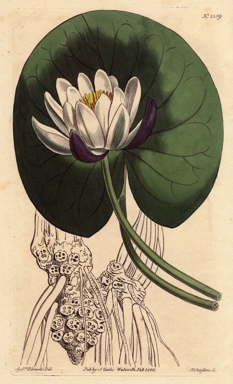 Seerose hat große weiße Blüte vor ihrem ganzen runden Blatt. Becherblütige Seerose mit großer weißer Blüte vor rundem Seerosenblatt. Nymphaea nitida. Handkolorierte Kupferstichgravur nach einer botanischen Illustration von Sydenham Edwards aus William Curt von Sydenham Teast Edwards