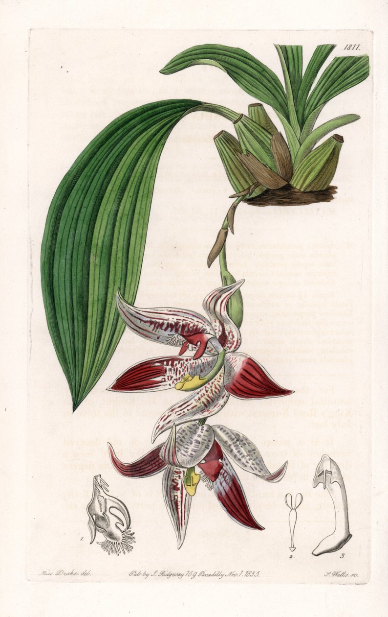 Orchidee: Paphinia cristata, heimisch in Amazonien - Platte graviert von S. Watts, nach einer Illustration von Sarah Anne Drake (1803-1857), aus dem Botanical Register von Sydenham Edwards (1768-1819), England von Sydenham Teast Edwards