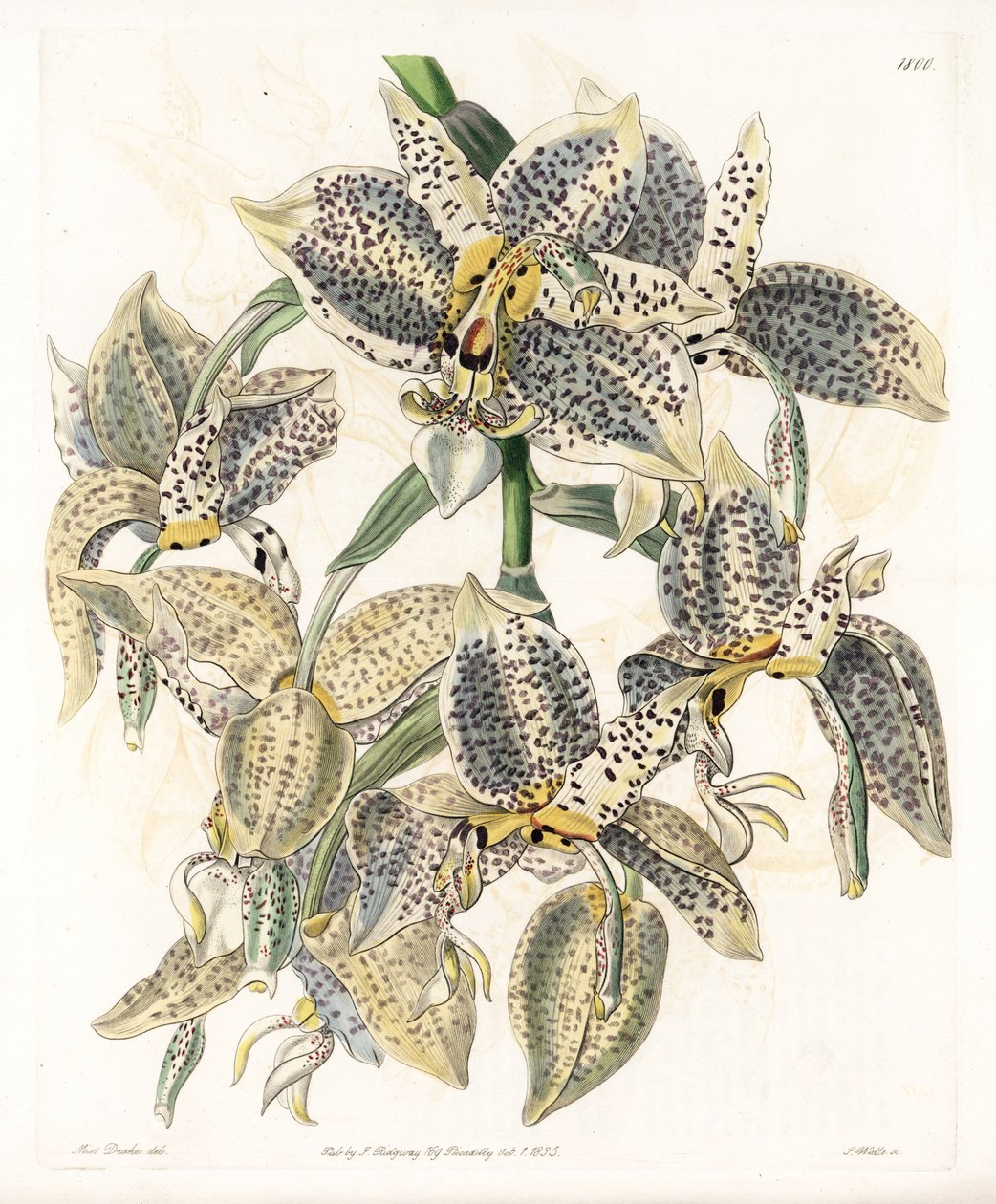Orchidee: Stanhopea-Varietät, neotropisch - Platte graviert von S. Watts, nach einer Illustration von Sarah Anne Drake (1803-1857), aus dem Botanical Register von Sydenham Edwards (1768-1819), England von Sydenham Teast Edwards