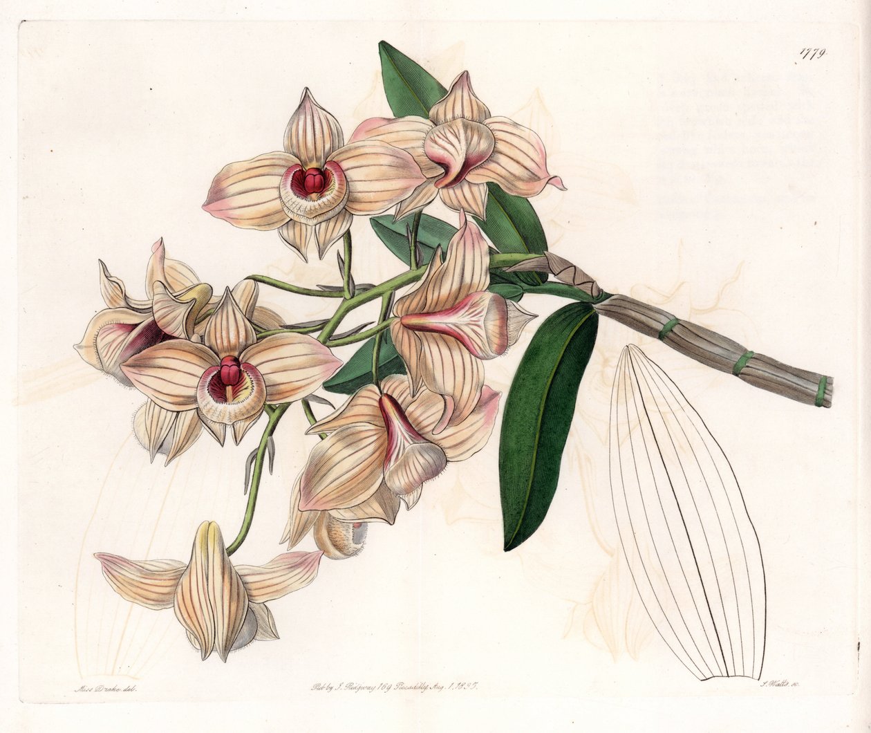 Orchidee: Varietät des Dendrobium - Platte graviert von S. Watts, nach einer Illustration von Sarah Anne Drake (1803-1857), aus dem Botanical Register von Sydenham Edwards (1768-1819), England von Sydenham Teast Edwards