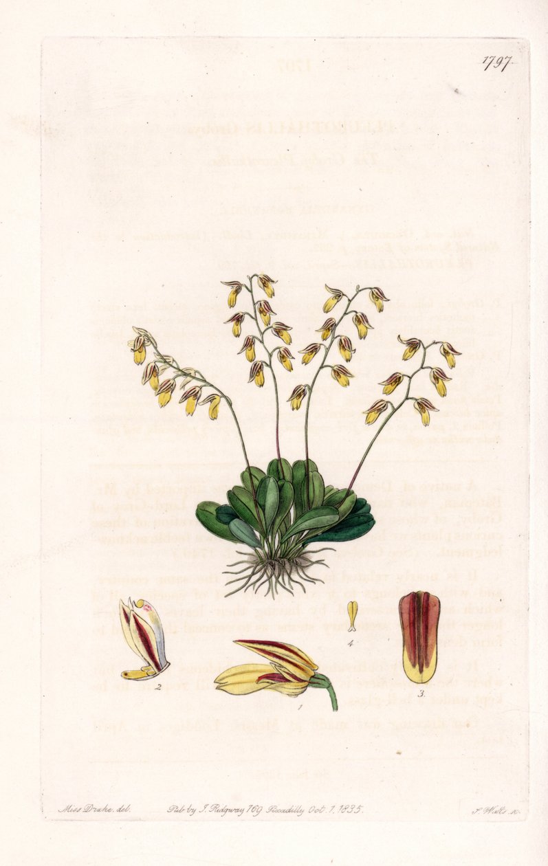 Orchidee: Varietät des Epidendrum von Sydenham Teast Edwards
