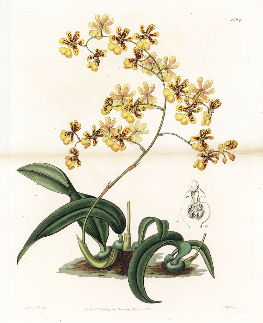 Orchidee: Varietät des epiphytischen Oncidium aus Brasilien - Tafel graviert von S. Watts, nach einer Illustration von Sarah Anne Drake (1803-1857), aus dem Botanical Register von Sydenham Edwards (1768-1819), England von Sydenham Teast Edwards