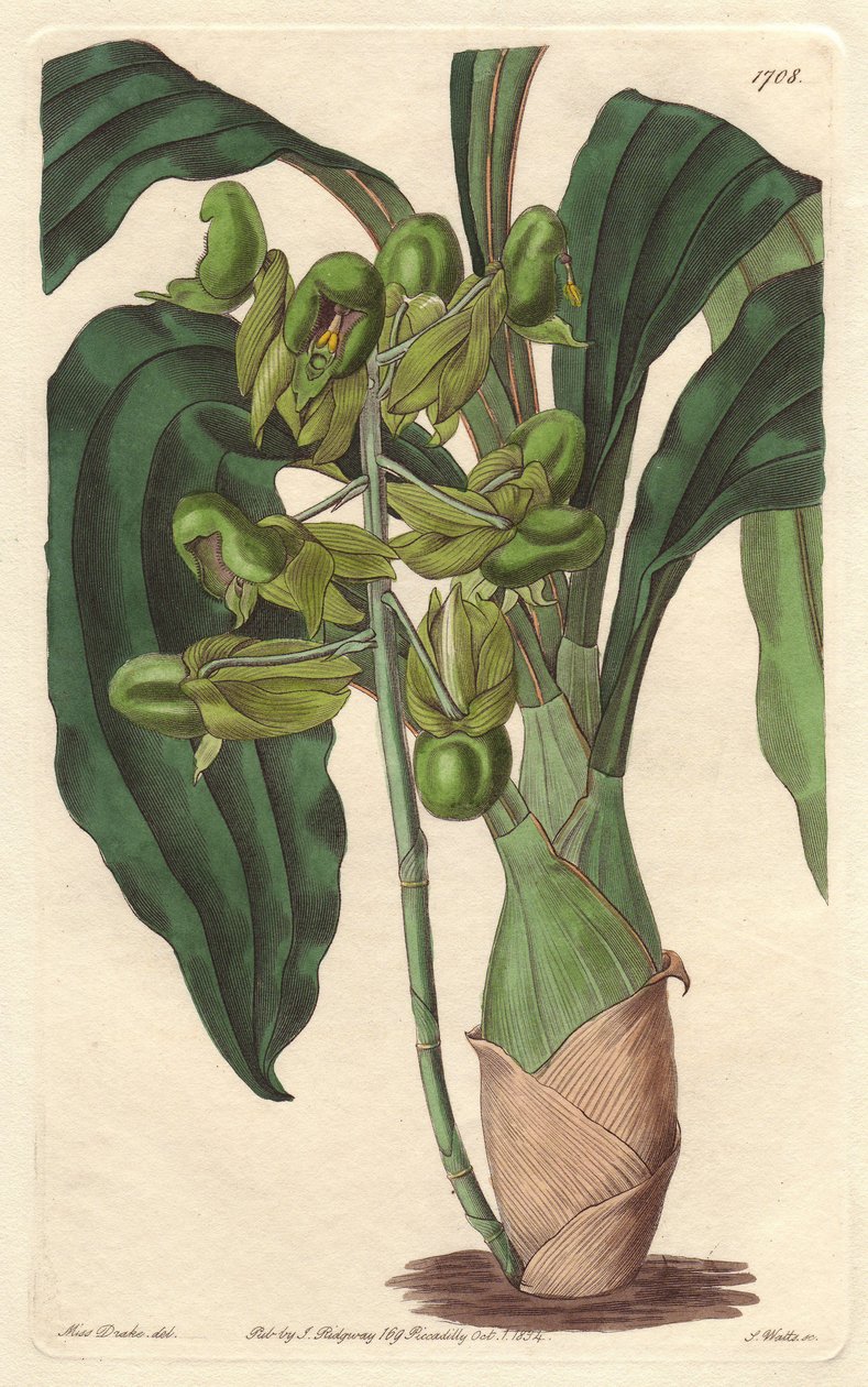 Orchidee Catasetum, heimisch in Brasilien - Gravur von S. Watts nach einer Illustration von Sarah Anne Drake (1803-1857), aus dem Botanical Register von Sydenham Teast Edwards
