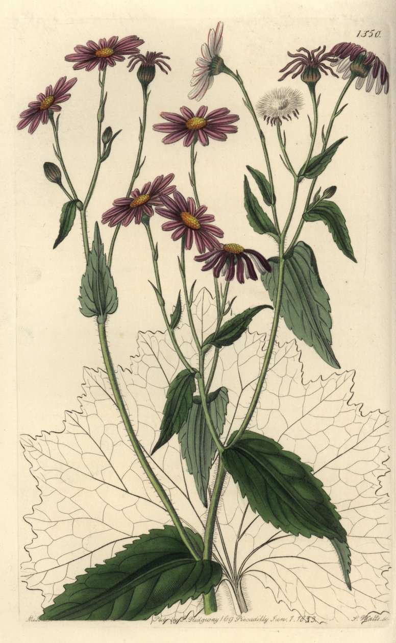 Pericallis tussilaginis (Huflattichblättriges Greiskraut, Senecio tussilaginis). Handkolorierter Kupferstich von S. Watts nach einer Illustration von Miss Sarah Drake aus Sydenham Edwards