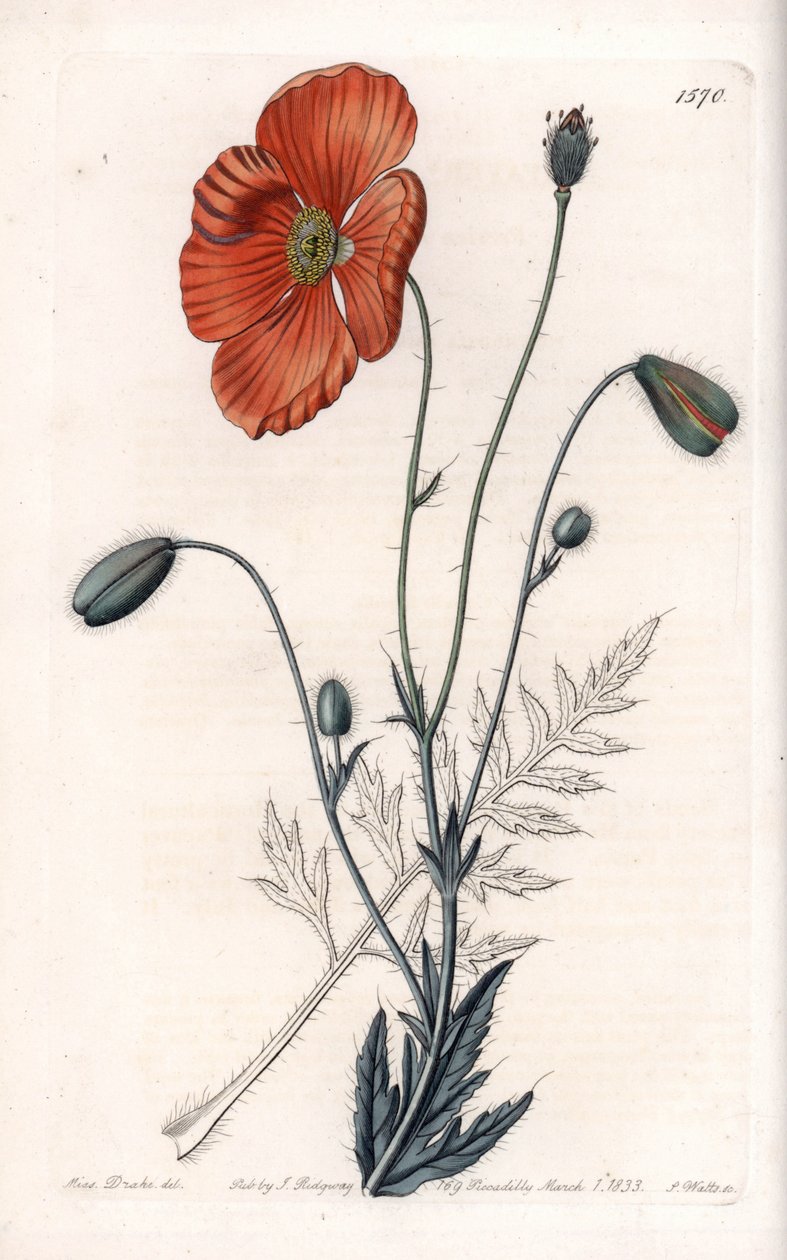 Persischer Mohn, Varietät - Graviert von S. Watts, nach einer Illustration von Sarah Anne Drake, aus dem Botanischen Register von Sydenham Edwards, England von Sydenham Teast Edwards
