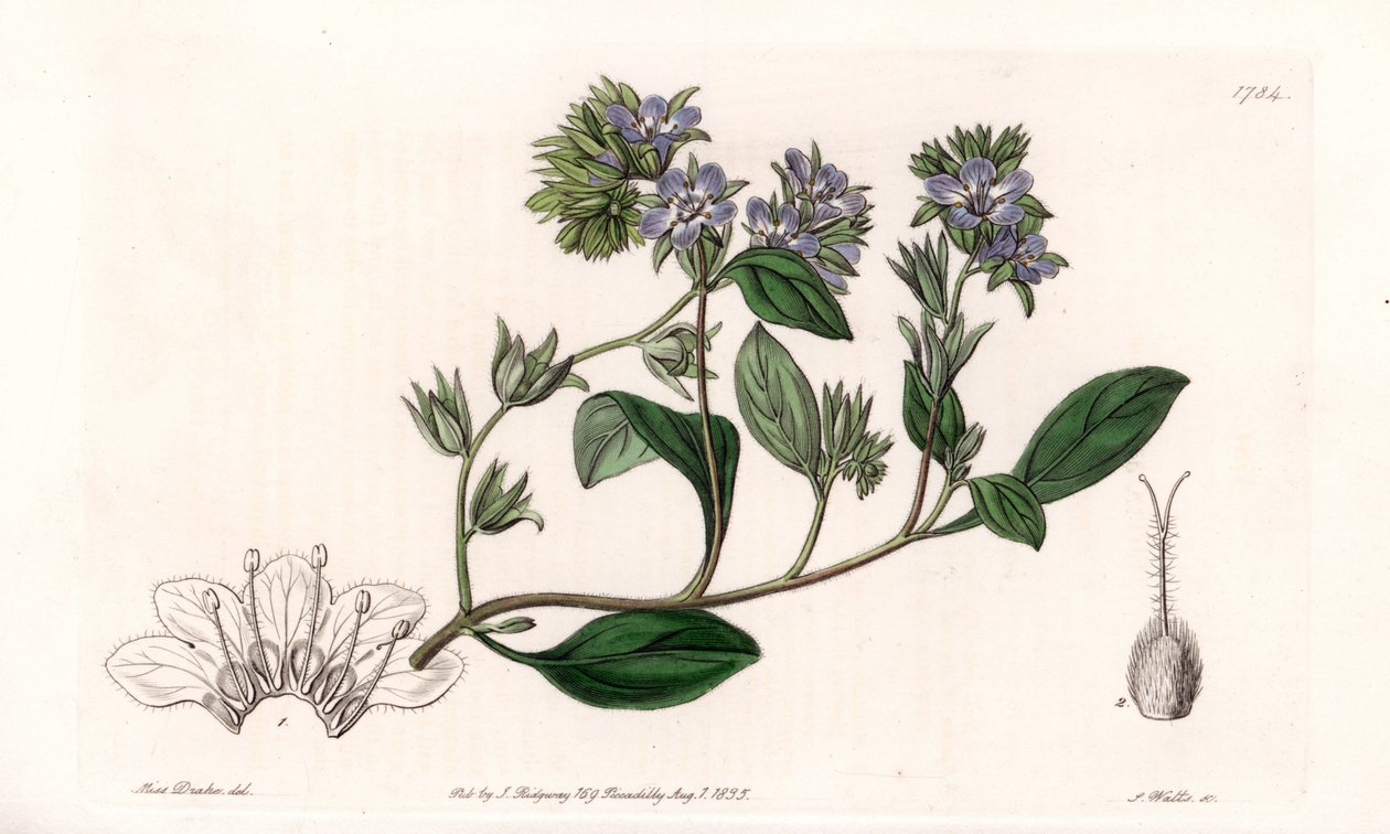 Phacelia, endemisch in Kalifornien - Graviert von S. Watts, nach einer Illustration von Sarah Anne Drake (1803-1857), aus dem Botanischen Register von Sydenham Edwards (1768-1819), England von Sydenham Teast Edwards
