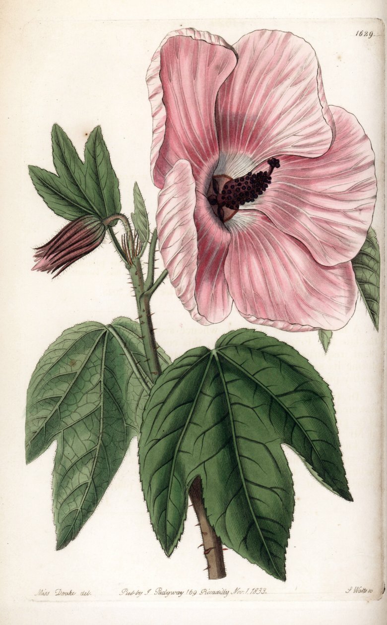 Rosa Hibiskus von Sydenham Teast Edwards