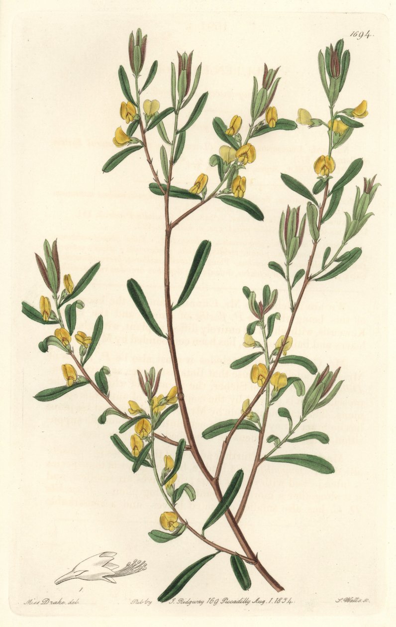 Pultanea flexilis, aus Australien, aus dem Botanischen Register von Sydenham Teast Edwards