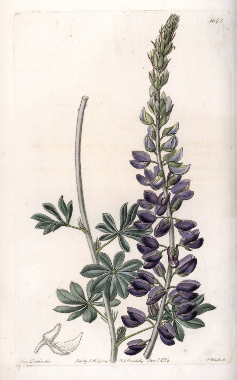 Purpur-Lupine Variete - Graviert von S. Watts, nach einer Illustration von Sarah Anne Drake (1803-1857), aus dem Botanical Register von Sydenham Edwards (1768-1819), England von Sydenham Teast Edwards