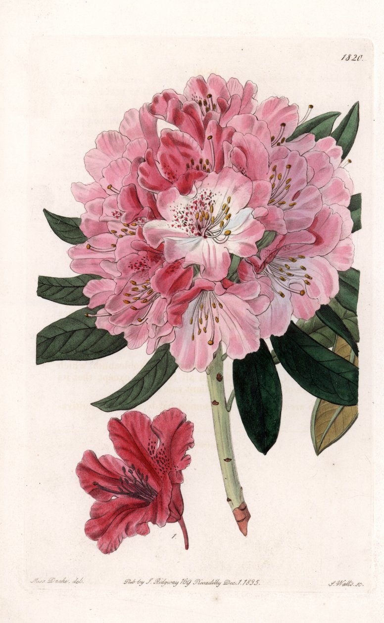 Rhododendron Hybrid Variete - Graviert von S. Watts, nach einer Illustration von Sarah Anne Drake (1803-1857), aus dem Botanical Register von Sydenham Edwards (1768-1819), England von Sydenham Teast Edwards