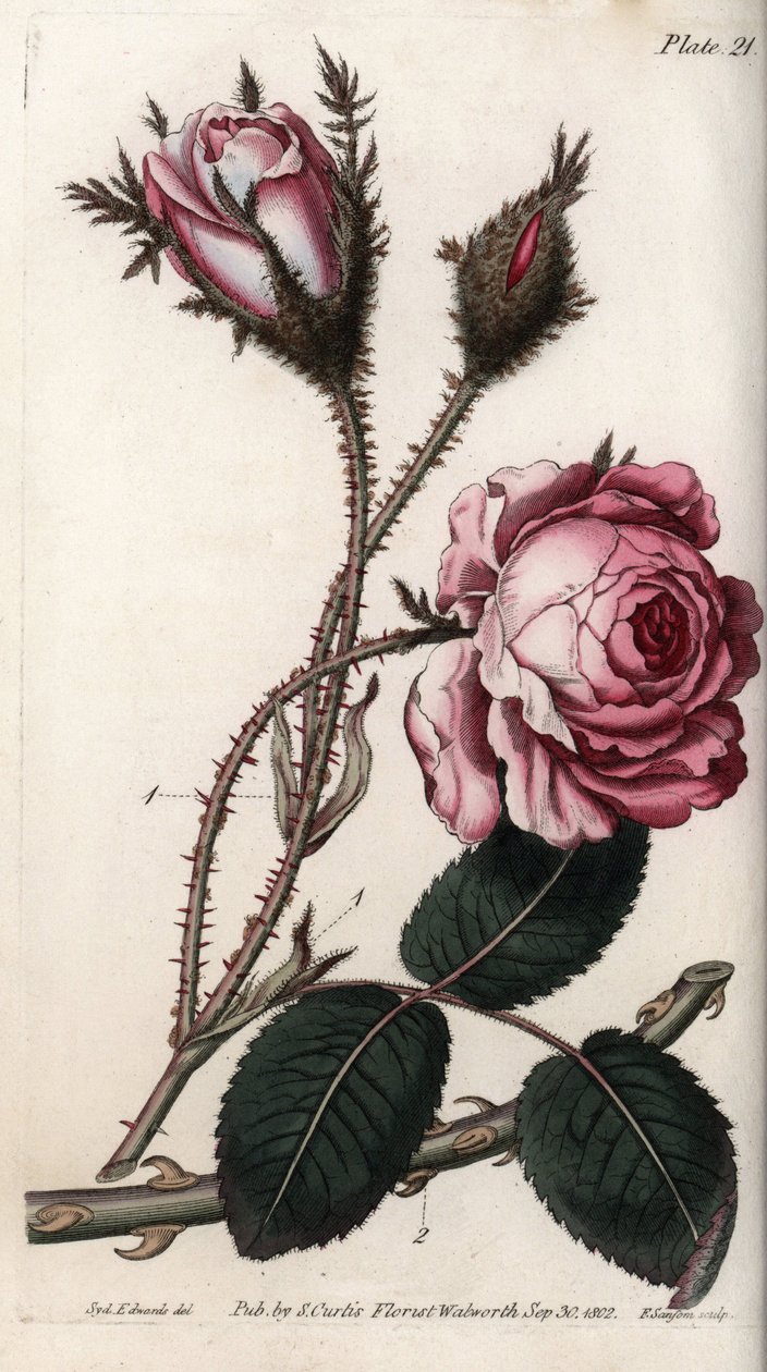 Rose, Rosenblüte mit hundert Blättern. Farbiger Kupferstich, Illustration von Sydenham Edwards (1768-1819) für Konferenzen der Botanik, Botanischer Garten von Lambeth (England) von Sydenham Teast Edwards