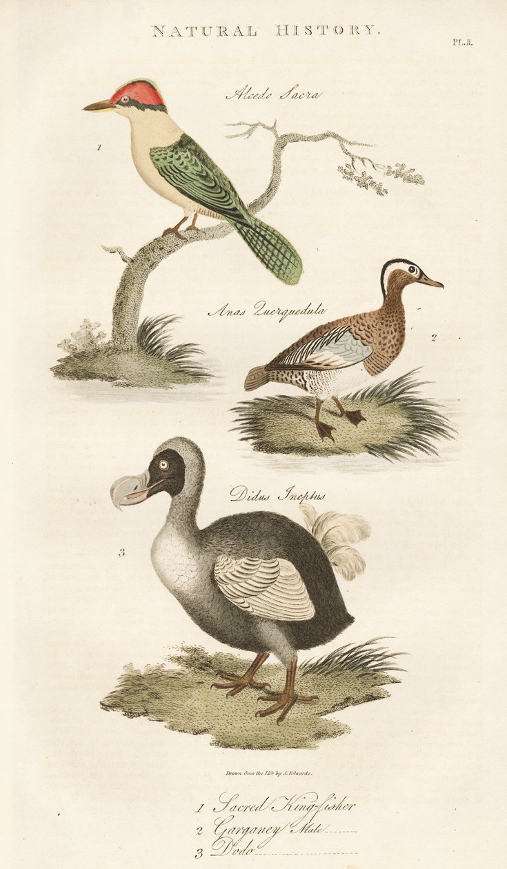 Heiliger Eisvogel, Knäkente und Dodo von Sydenham Teast Edwards