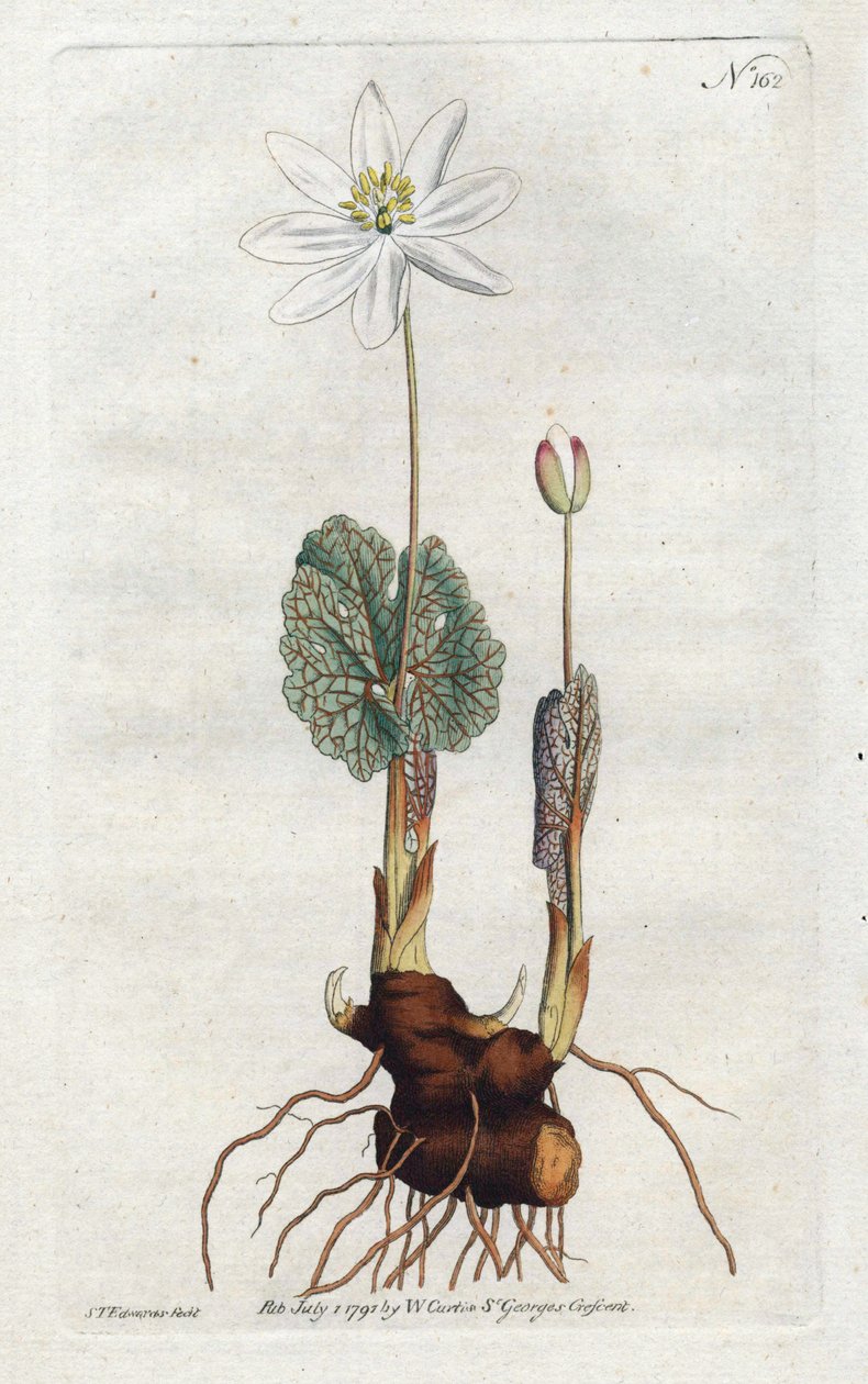 Sanguinaire du Canada (Lithographie von Sydenham Edwards) von Sydenham Teast Edwards
