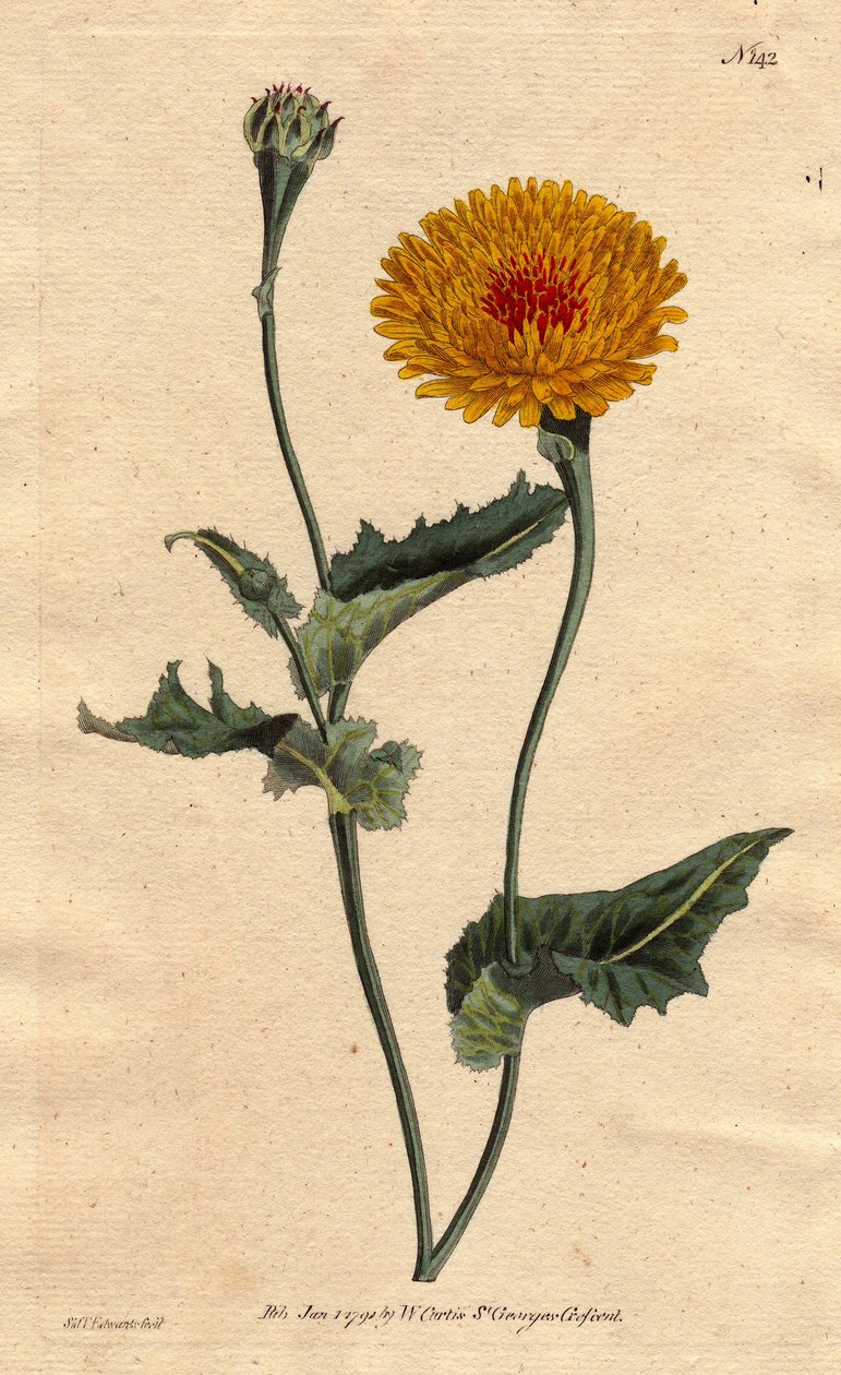 Skorzonere (oder Schwarzwurzel) von Tanger oder Vipernkraut mit Mohnblatt, gelbe Blüten mit purpurrotem Herz. Skorzonera von Tanger oder Mohnblättriges Vipernkraut: gelbe Blüte mit purpurrotem Herz. „Heimisch in Tanger an der Barbareiküste.“ Skorzonera ti von Sydenham Teast Edwards