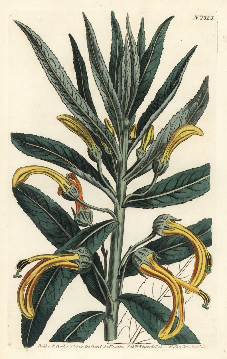 Siphocampylus giganteus, gefährdet (Gigantische Lobelie, Lobelia gigantea). Handkolorierte Kupferstichgravur von F. Sansom Jr. nach einer Illustration von Sydenham Edwards aus William Curtis