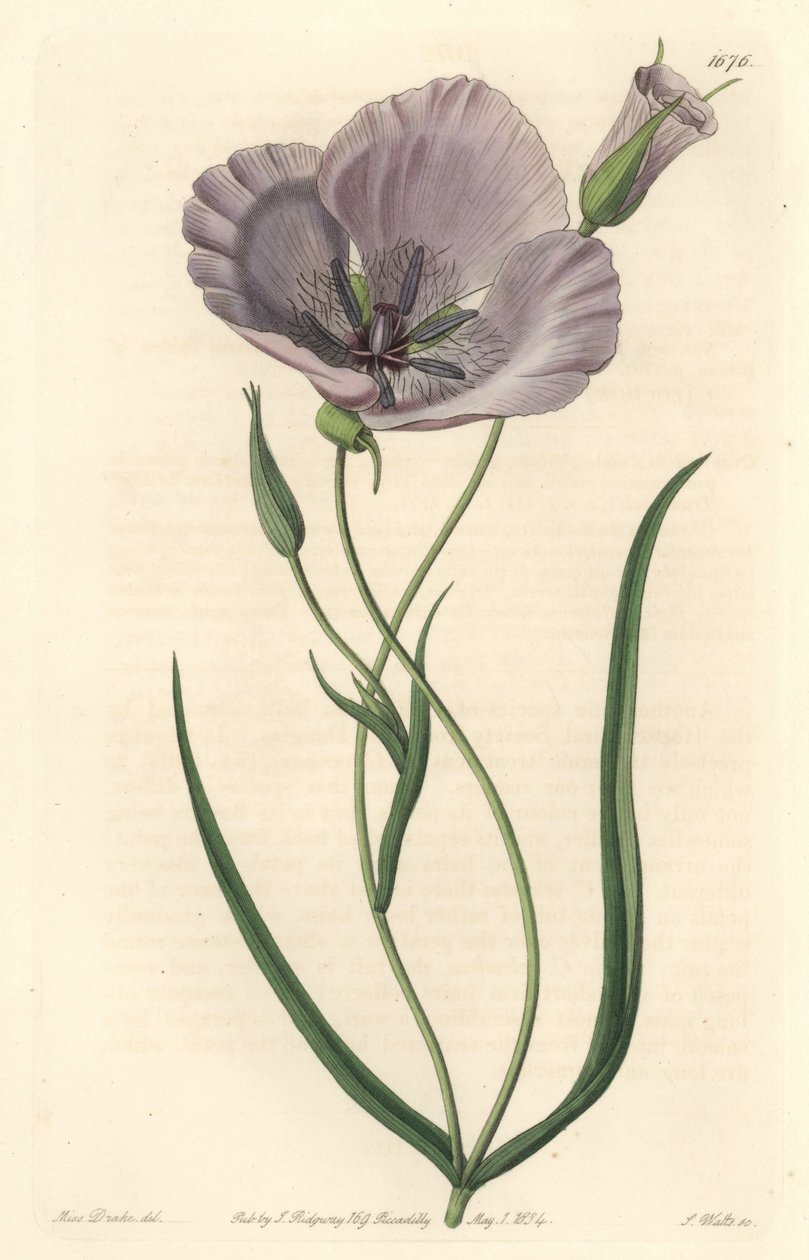 Prachtvolle Calochorte (prächtige Mariposa), heimisch in Kalifornien - Satiny Calochortus oder prächtige Mariposa-Lilie, Calochortus splendens, heimisch in Kalifornien - Handkolorierter Kupferstich von S. Watts nach einer Illustration von Miss Drake, aus S von Sydenham Teast Edwards