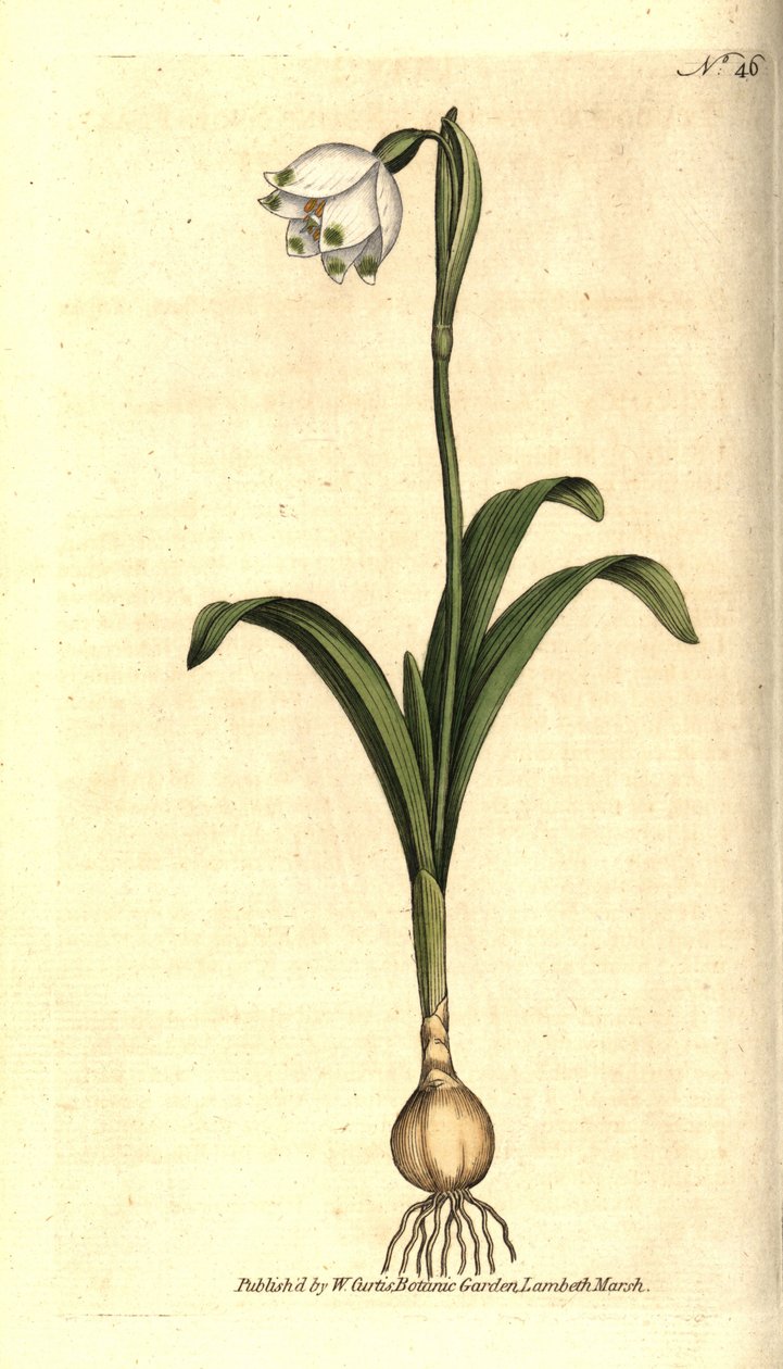 Frühlingsknotenblume, Leucojum vernum von Sydenham Teast Edwards