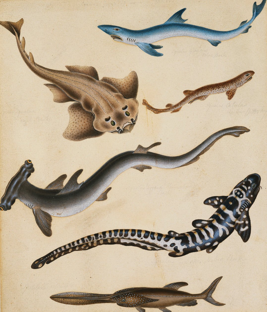 Studien von Fischen einschließlich Hai, Hecht, Karpfen und Brasse von Sydenham Teast Edwards