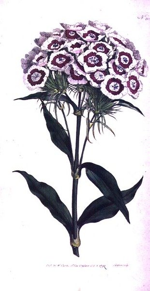 Bartnelke (Dianthus barbatus), Tafel 205 aus William Curtis