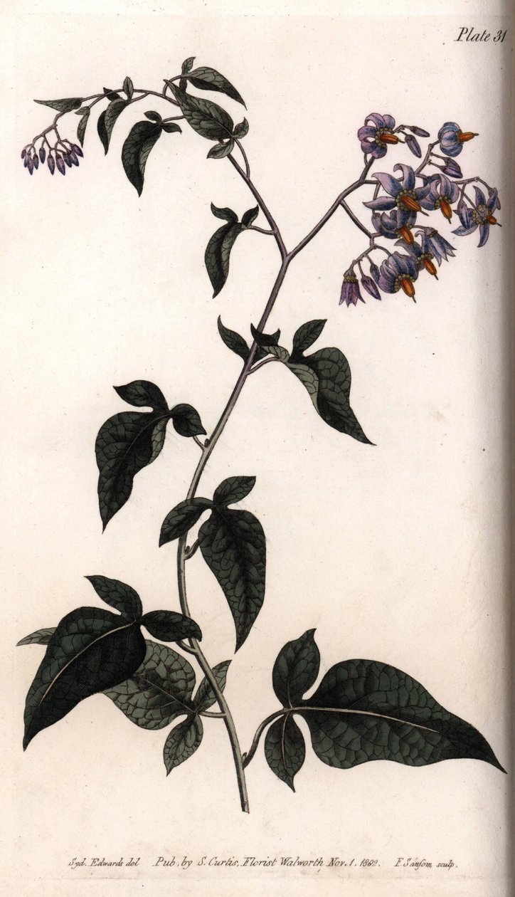 Bittersüßer Nachtschatten (Kupferstich) von Sydenham Teast Edwards