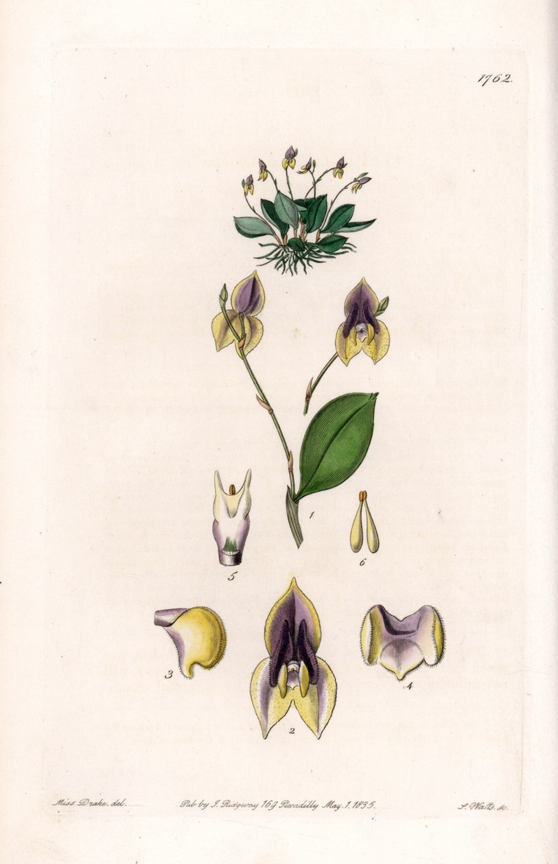Dreizähnige Lepanthe - Platte graviert von S. Watts, nach einer Illustration von Sarah Anne Drake (1803-1857), aus dem Botanical Register von Sydenham Edwards (1768-1819), England von Sydenham Teast Edwards