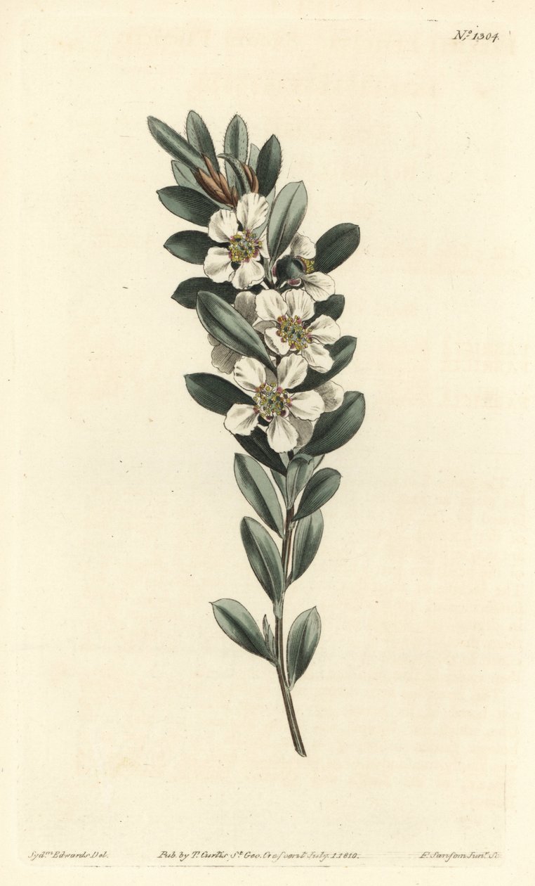 Küsten-Teebaum, Leptospermum laevigatum (Glattes Fabricia, Fabricia laevigata) von Sydenham Teast Edwards
