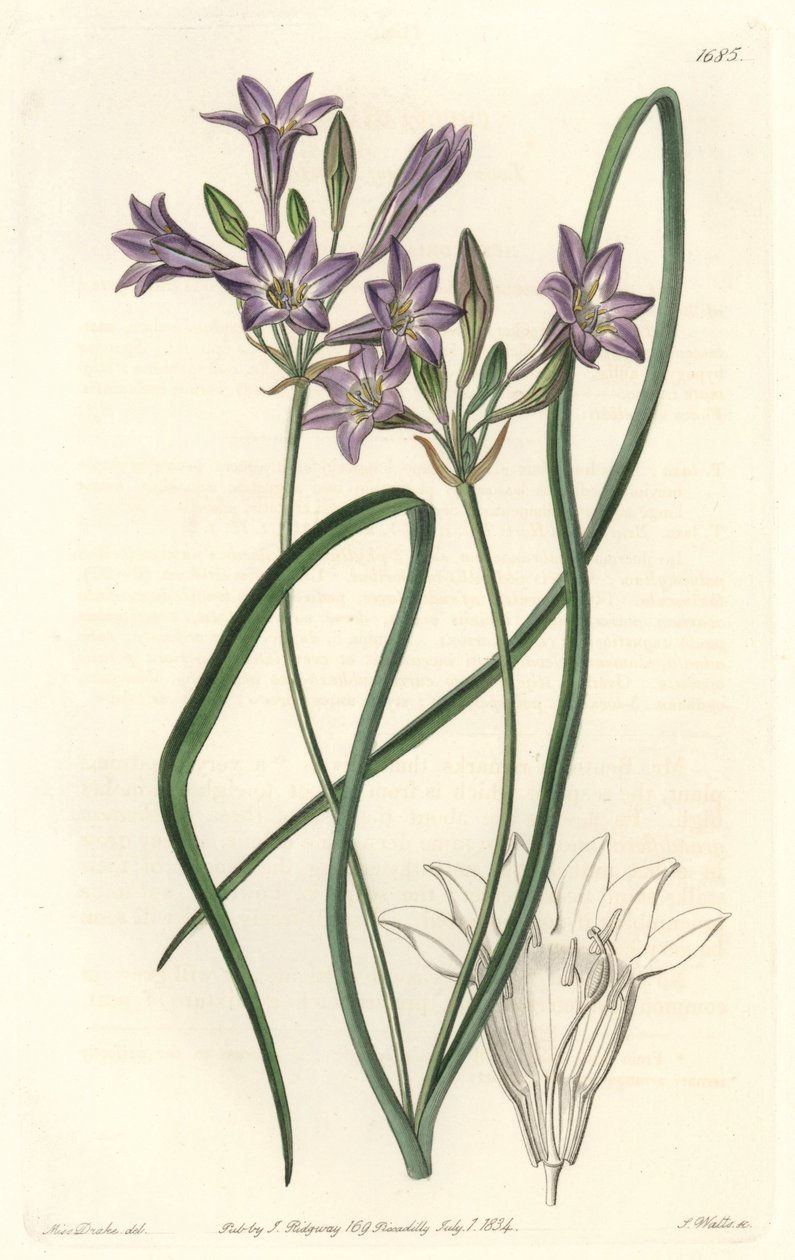 Triteleia ou brodiacea lache von Sydenham Teast Edwards