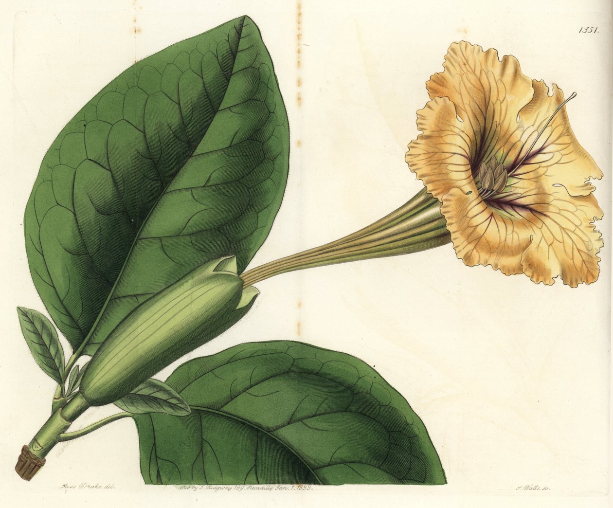 Trompetenliane, Solandra guttata von Sydenham Teast Edwards