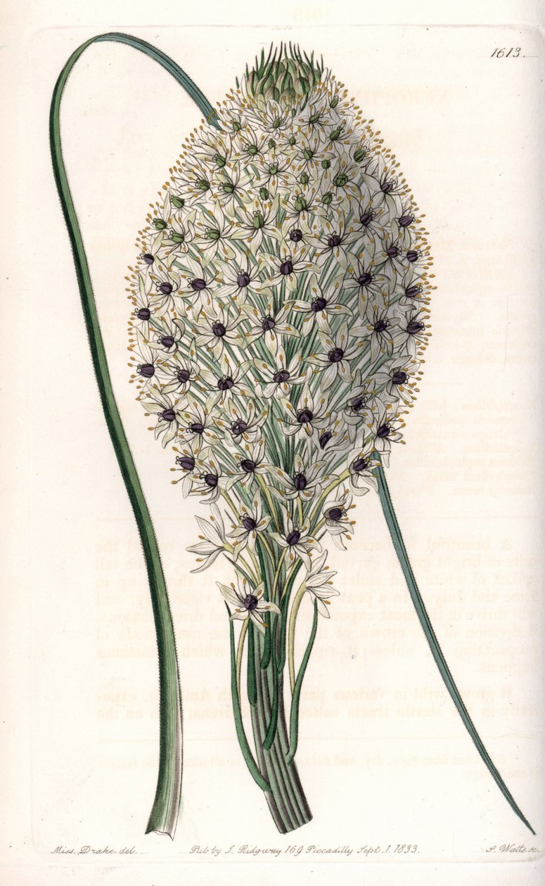Helonias asphodeloides von Sydenham Teast Edwards
