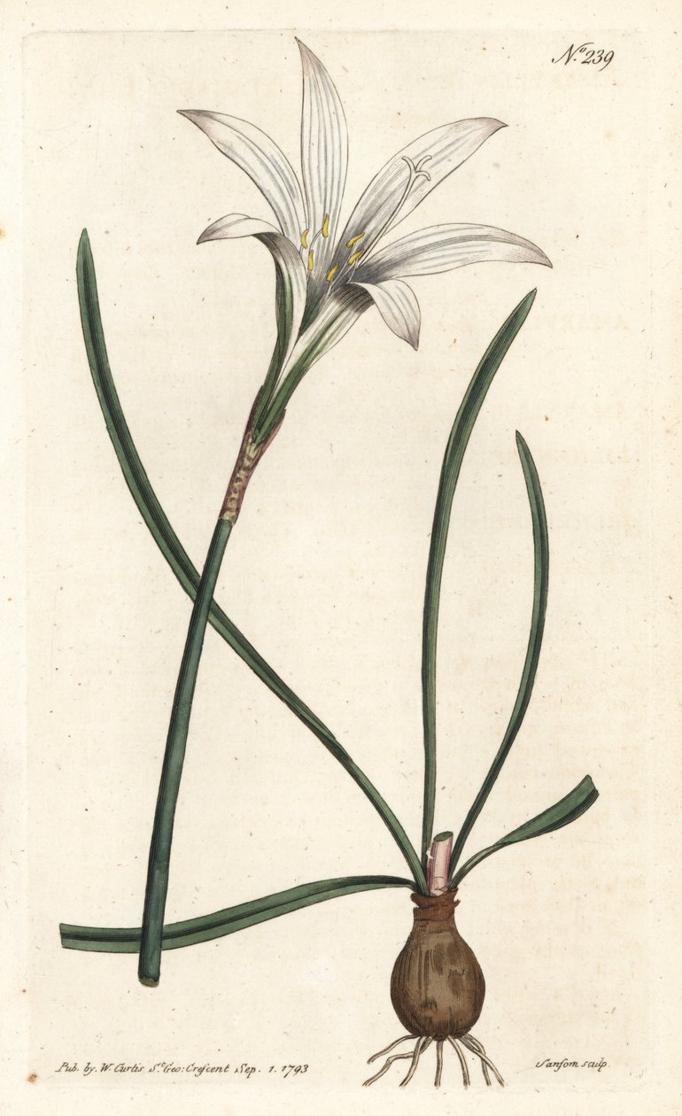 Virginia Amaryllis - Atamasco-Lilie, Zephyranthes atamasco (Amaryllis atamasco) - Handkolorierter Kupferstich von Sansom nach einer Illustration von Sydenham Edwards aus William Curtis