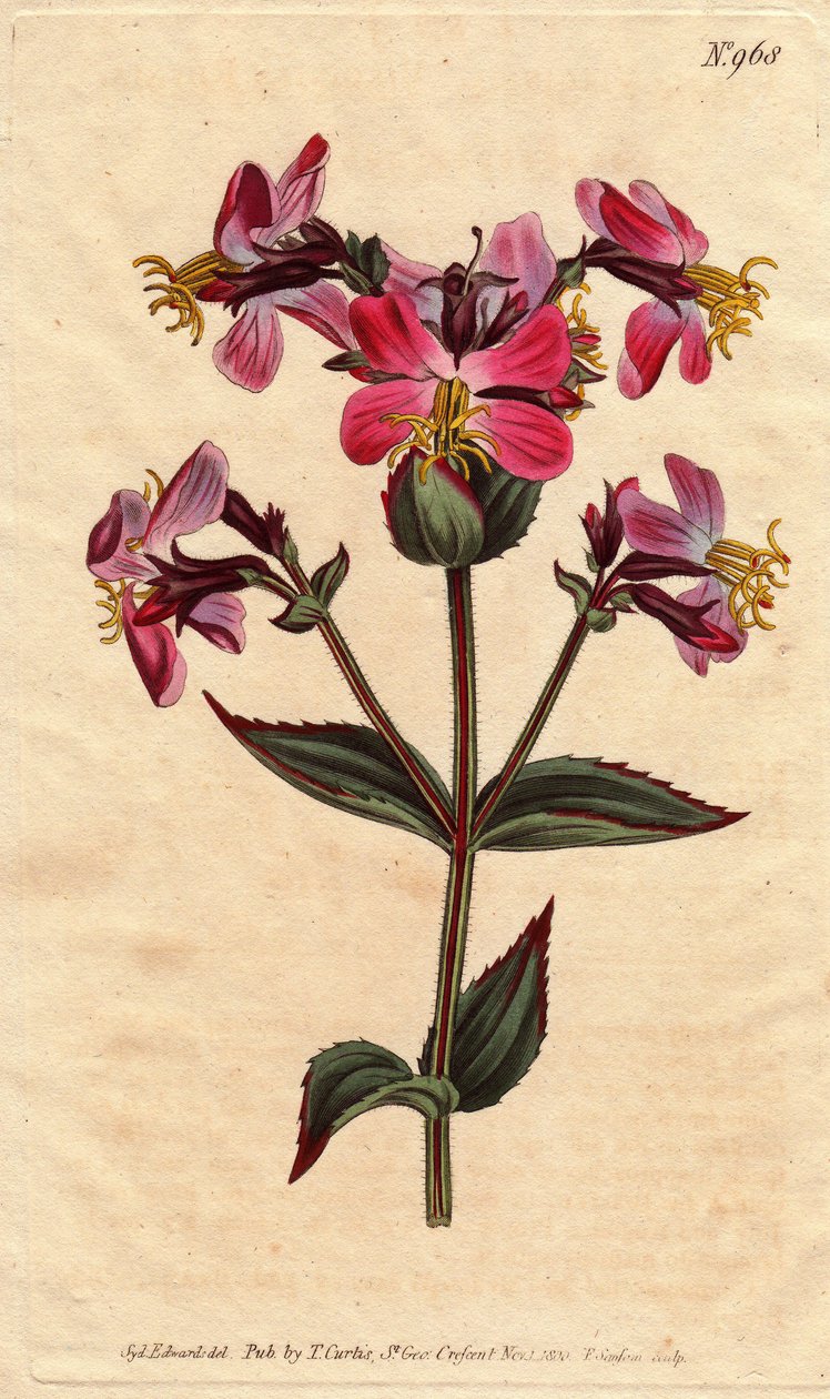 Virginische Rhexia mit bunten rosa und malvenfarbenen Blüten von Sydenham Teast Edwards