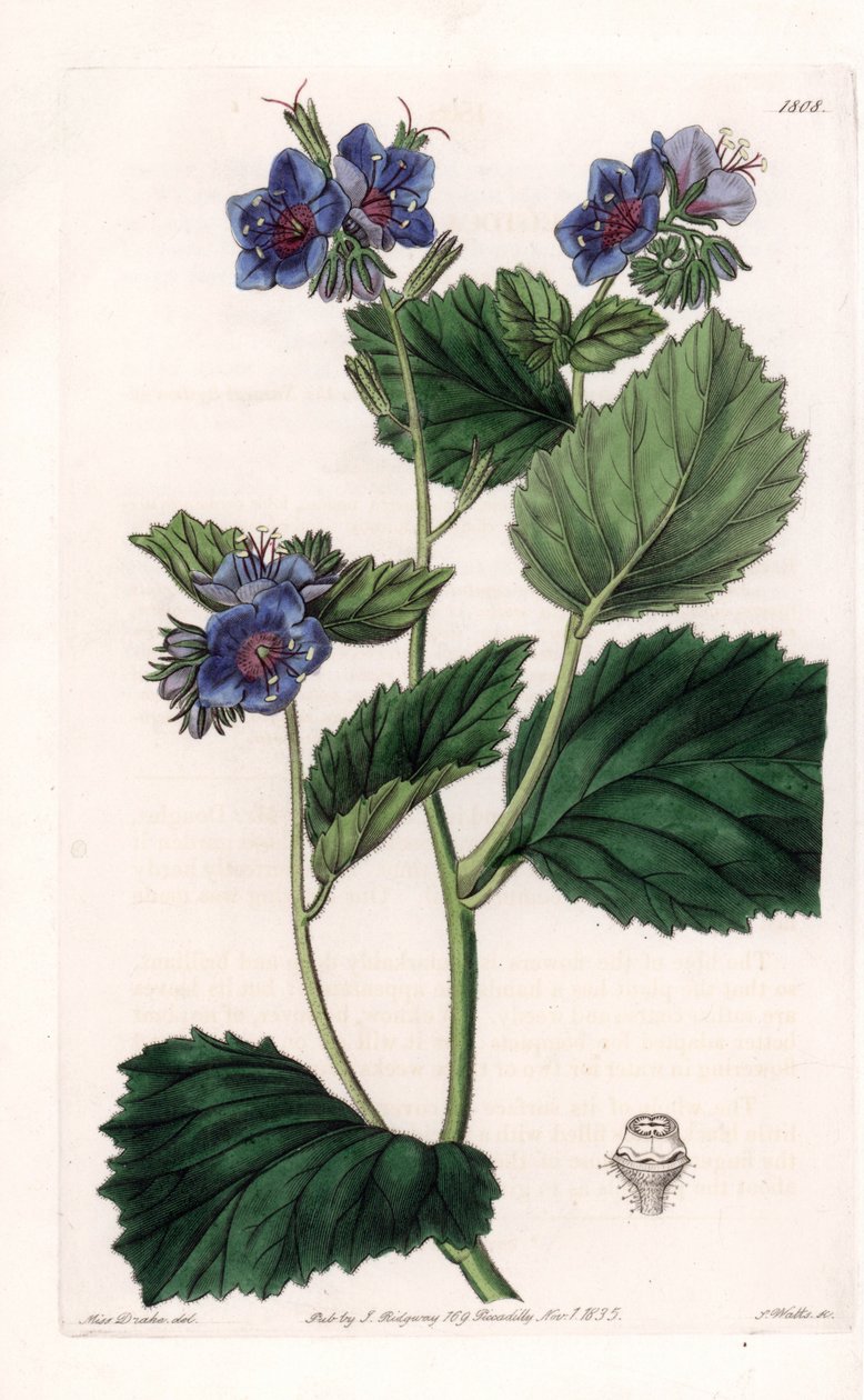 Viscous Phacelia - Platte graviert von S. Watts, nach einer Illustration von Sarah Anne Drake (1803-1857), aus dem Botanical Register von Sydenham Edwards (1768-1819), England von Sydenham Teast Edwards