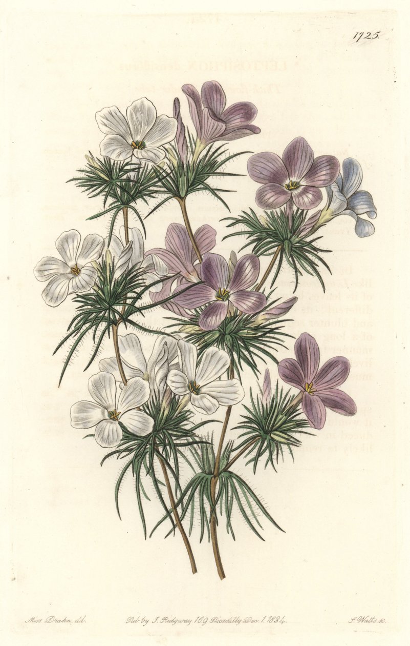 Weißer und violetter Leptosiphon von Sydenham Teast Edwards