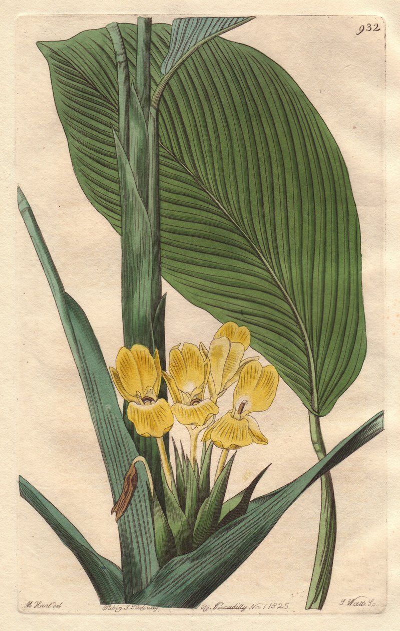 Gelbblühende Calathea, heimisch in Brasilien - S. Watts starkes Wasser aus einer Illustration von M. Mart, aus dem Botanischen Register von Sydenham Teast Edwards