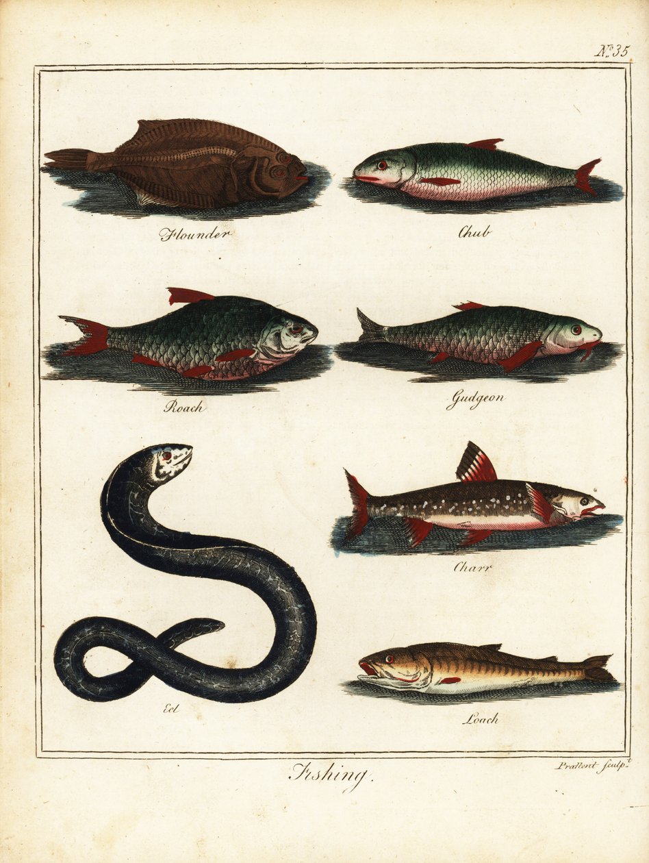 Fischen: Flunder, Döbel, Rotauge, Gründling, Saibling, Aal, Schmerle. 1792 von T. Prattent