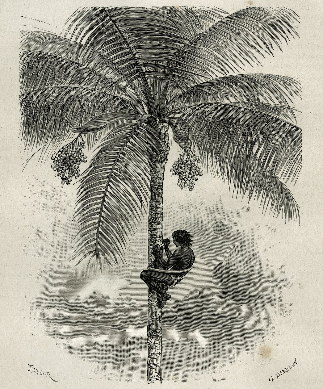 Die Ernte des Wachses der Ceroxylon-Palme im Quindio (Kolumbien), Gravur von Taylor und Ferdinandus, zur Illustration der Geschichte L