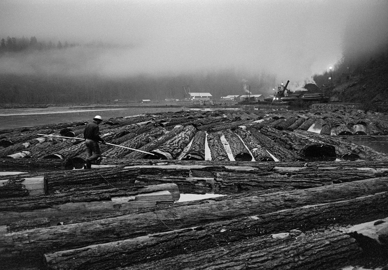 Holzeinschlag durch Georgia-Pacific Corp. in den Baumfarmen von Oregon von Ted Spiegel