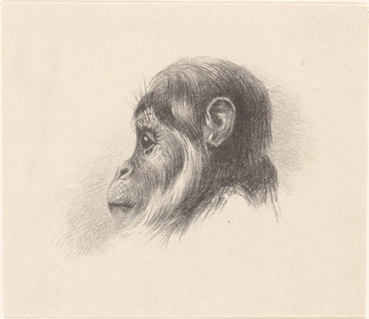Affenkopf von Theo van Hoytema
