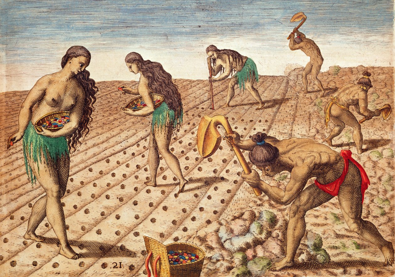 Brevis Narratio, Kultur und Saatgut, 1563 von Theodore de Bry