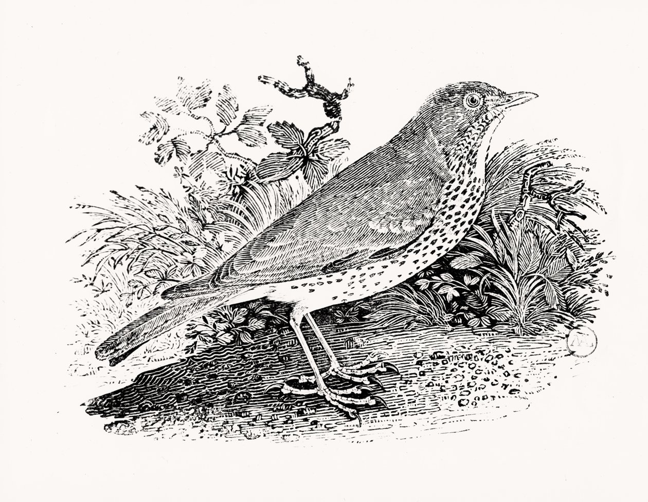 Die Singdrossel aus Geschichte der britischen Vögel und Säugetiere von Thomas Bewick