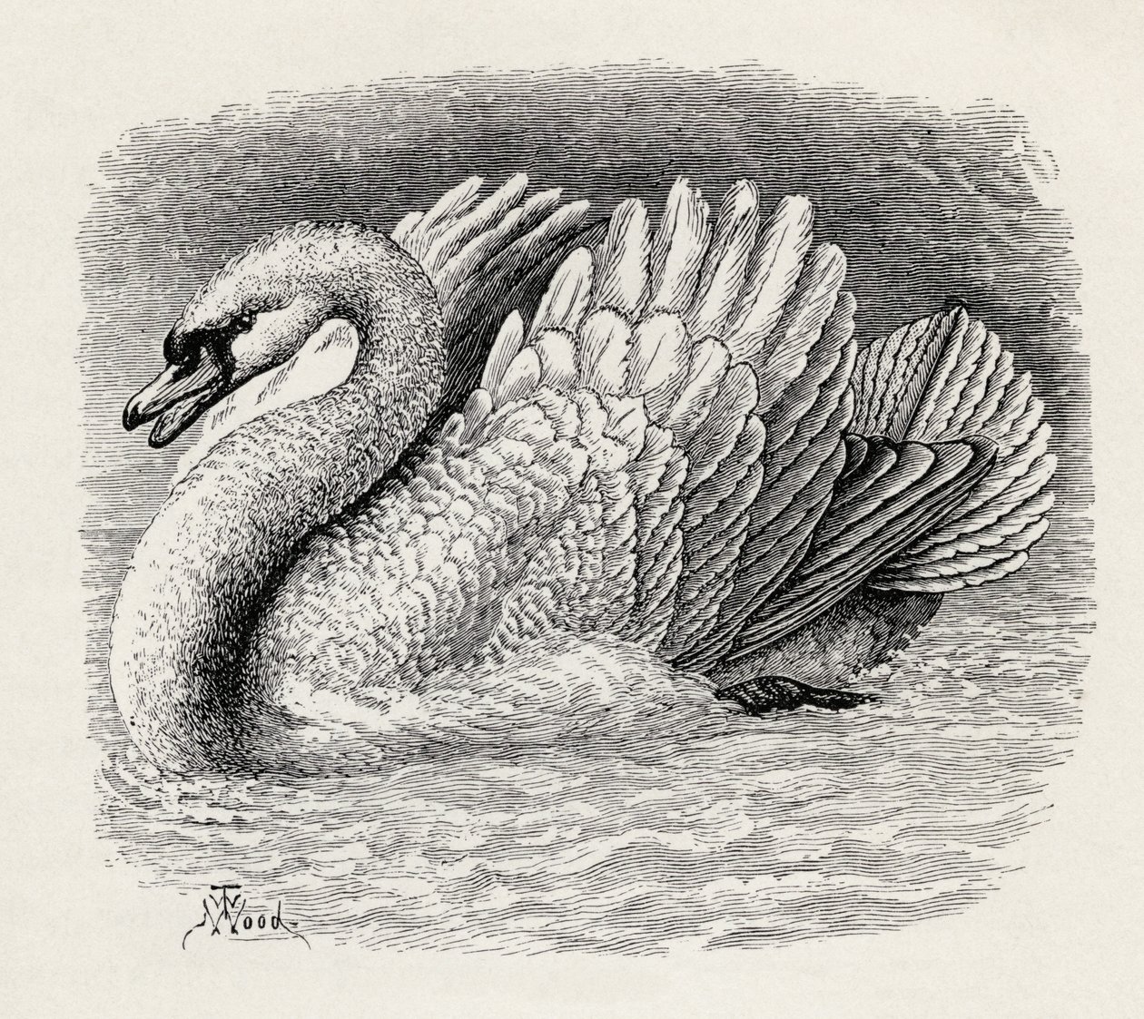 Schwan vertreibt einen Eindringling, aus Charles Darwins 