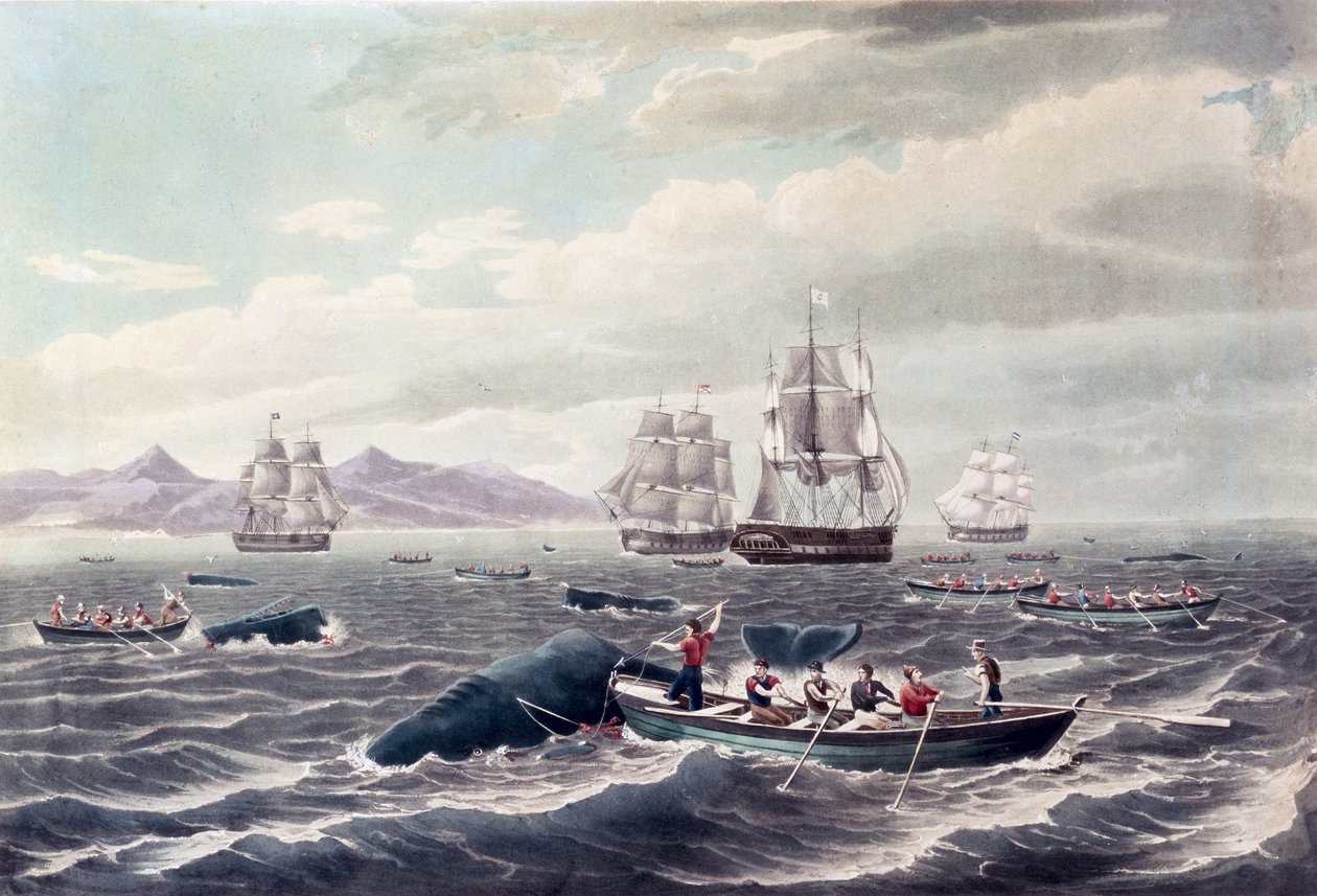 Eine Schule von Pottwalen, graviert von J. Hill, veröffentlicht 1838 von Thomas (after) Birch