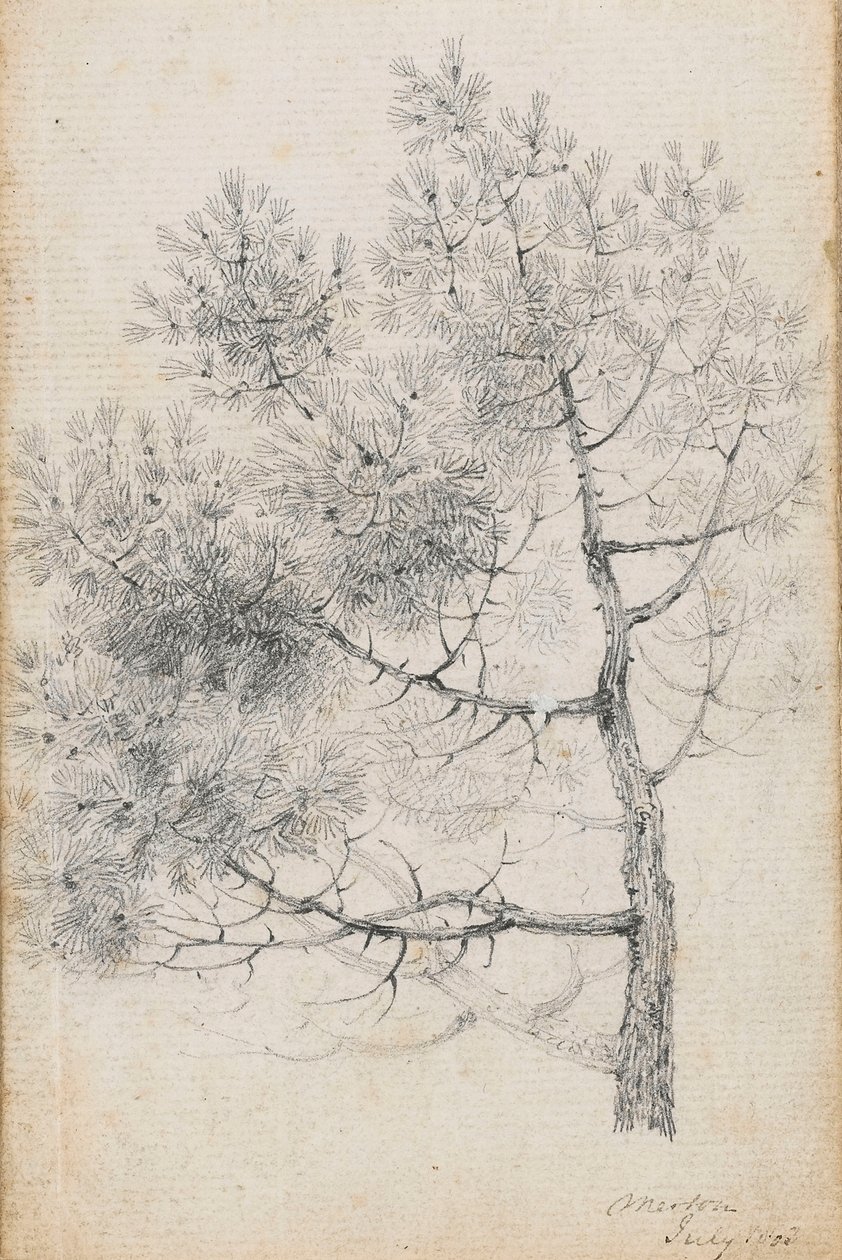 Studie einer Kiefer in Merton (recto) von Thomas Baxter