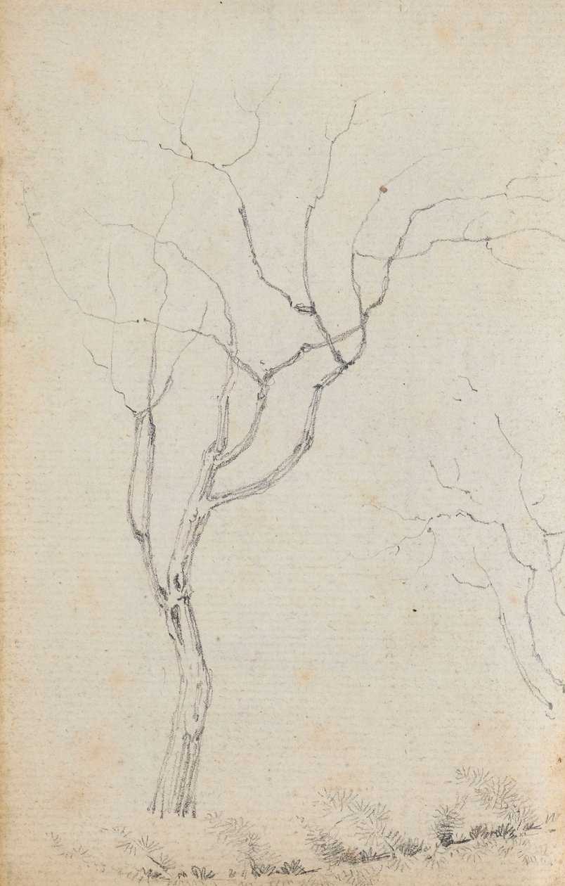 Studie von kleinen Bäumen mit niedrigen Sträuchern darunter (verso) von Thomas Baxter